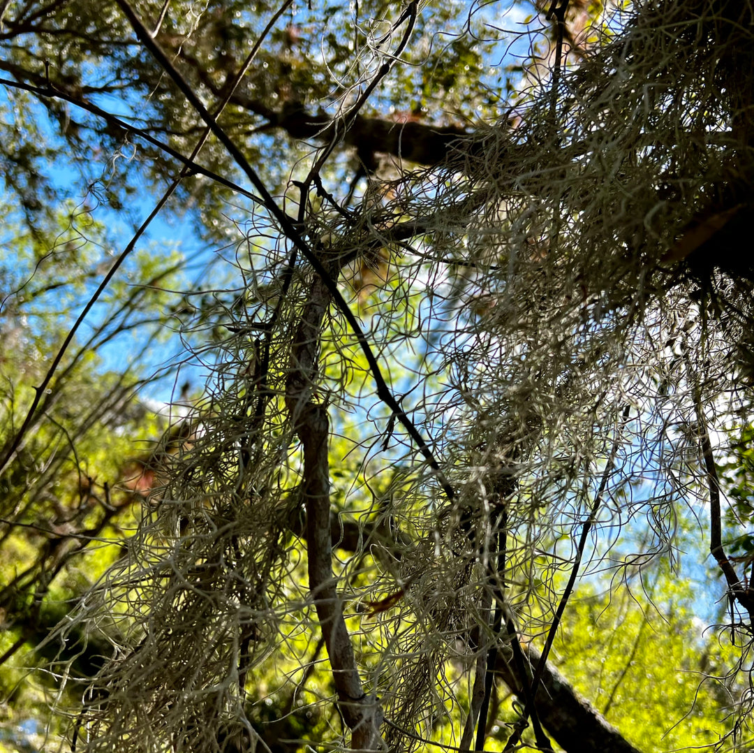 Embrace Spring: Exploring the beneficial World of Spanish Moss